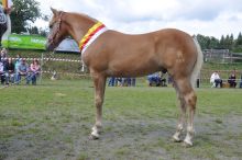 News20140907_sieger_06